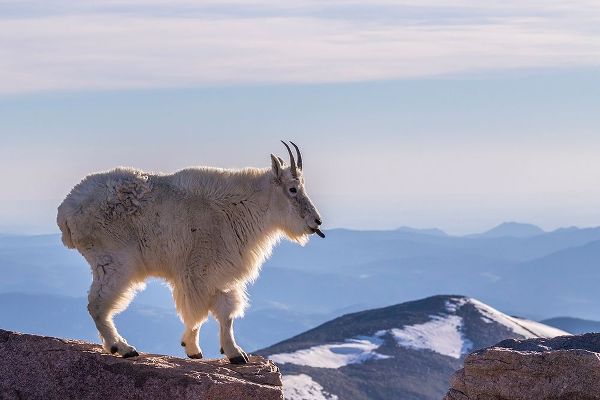 Colorado-Mt Evans Mountain goat sticking out its tongue atop rock